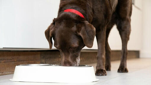 Perro senior comiendo de un cuenco