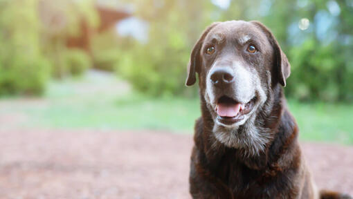 Perro senior sentado en el exterior