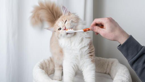 Cepillarle los dientes a un gato