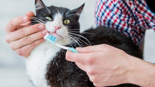 Gato con cepillo de dientes