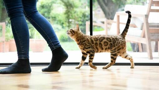 Gato siguiendo a su dueño