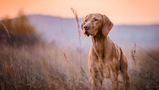 Raza de perro Braco Húngaro marrón en el campo