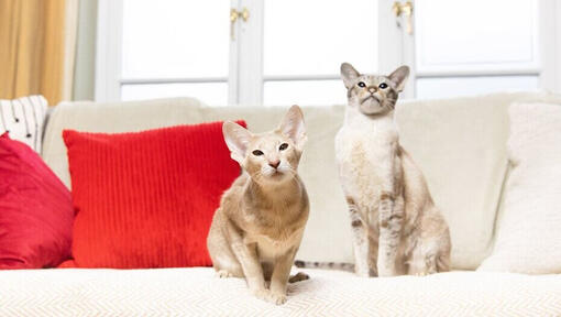 Dos gatos sentados uno al lado del otro en un sofá
