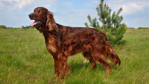 Raza de perro Setter Irlandés en el campo