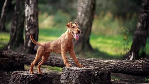 Raza de perro Terrier Irlandés en el bosque