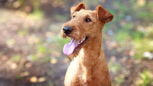 Raza de perro Terrier Irlandés con la lengua fuera