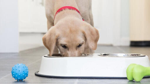 Cachorro Labrador amarillo comiendo de un bol