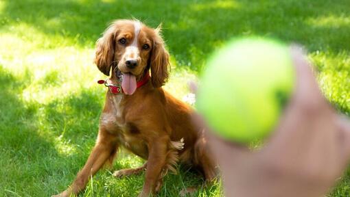 Cachorro Spaniel feliz esperando que se lance una pelota de tenis