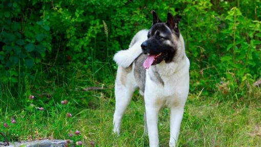 Raza de perro Akita Japonés