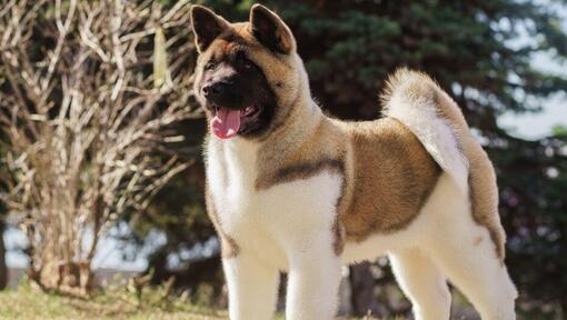 Raza de perro Akita Japonés