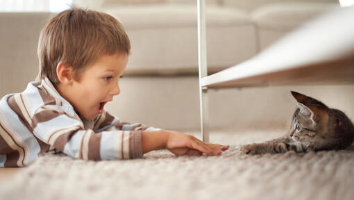 Niño cogiendo un gatito de debajo de una mesa