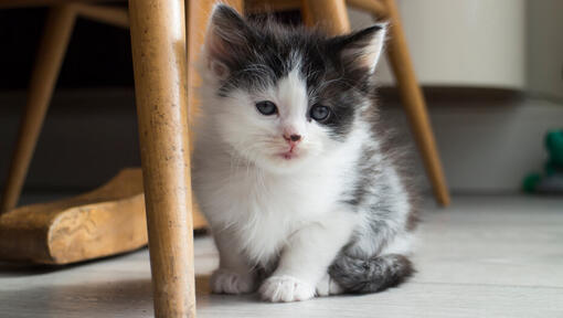 Gatito pequeño sentado debajo de una silla