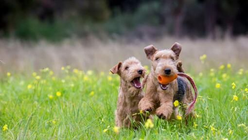 Dos Terriers jugando