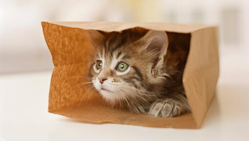 Gatito jugando con una bolsa de papel marrón