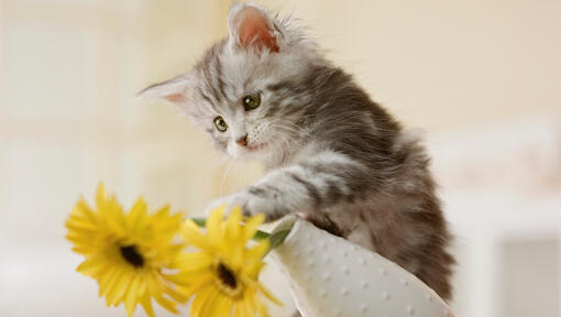 Gatito gris derribando un jarrón de flores amarillas