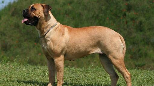 Raza de perro Mastín de pie en la hierba verde