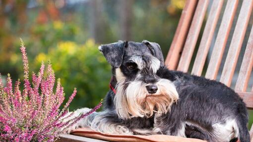 Raza de perro Schnauzer Miniatura acostado en una silla en un jardín