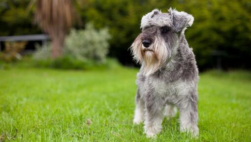 Raza de perro Schnauzer Miniatura de pie sobre el césped