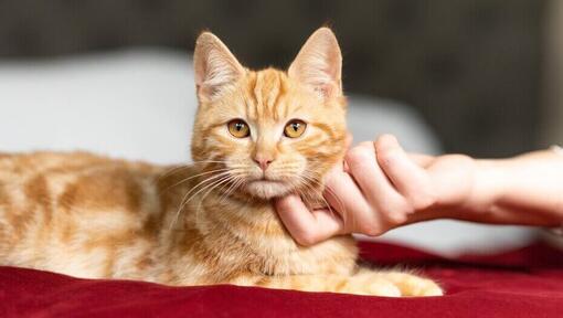 Dueño rascando la barbilla de su gatito color naranja