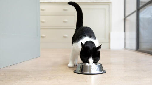 Gato blanco y negro comiendo de un bol