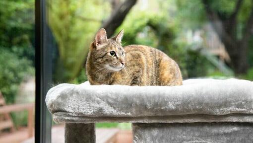 Gato marrón sentado en una cama para gatos