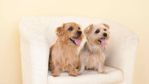 Dos perros Terrier de Norfolk en la silla