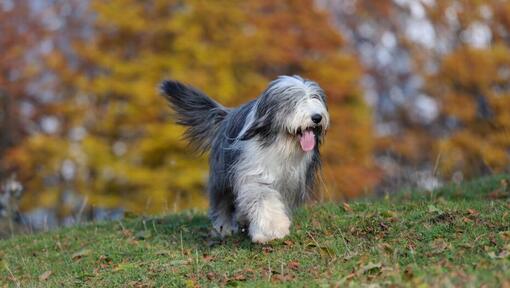 Perro bobtail o perro pastor inglés viejo fotografías e imágenes