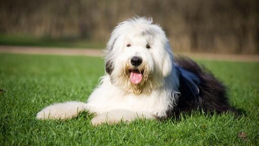 Conozca la belleza de los perros Pastor Inglés Ovejero 