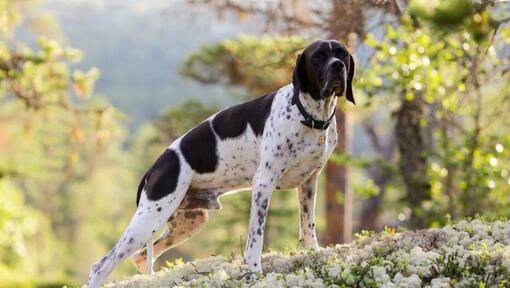 Raza de perro Pointer de pie y mirando hacia adelante