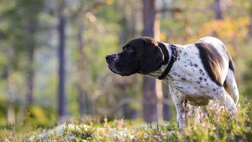 Raza de perro Pointer buscando algo