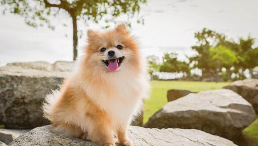 Raza de perro Pomerania sentado en una piedra