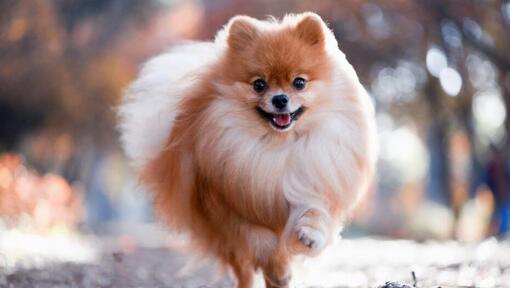 Raza de perro Pomerania corriendo
