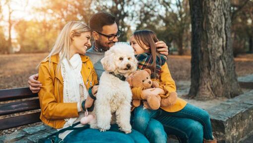 Caniche sentado con la familia