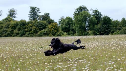 Perro de Agua Portugués corriendo en el campo