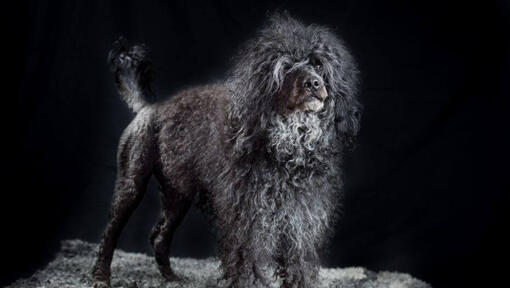 Perro de Agua Portugués de pie por la noche