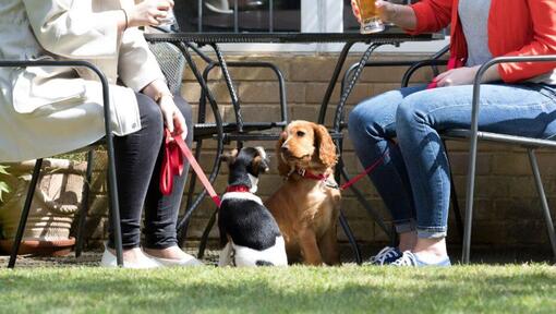 Dos cachorros mirándose mientras los dueños beben en la mesa