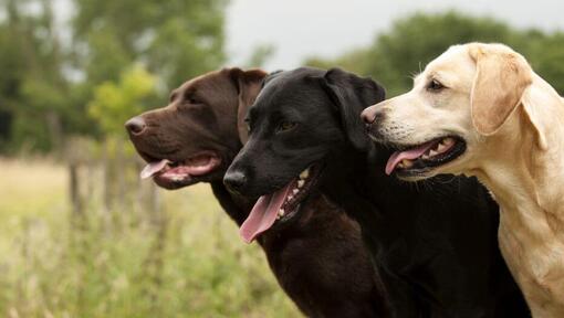 Tres Labradores juntos