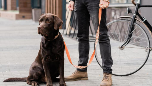 Raza de perro Labrador de pie junto a su dueño