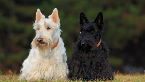 Terriers Escoceses blanco y negro sentados uno al lado del otro