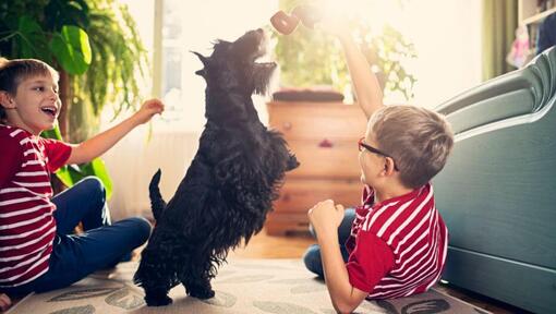 Terrier Escocés (Scottish Terrier) jugando con los niños