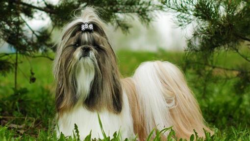 Perro Shih Tzu de pie junto a pinos