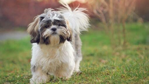 Perro Shih Tzu caminando sobre hierba