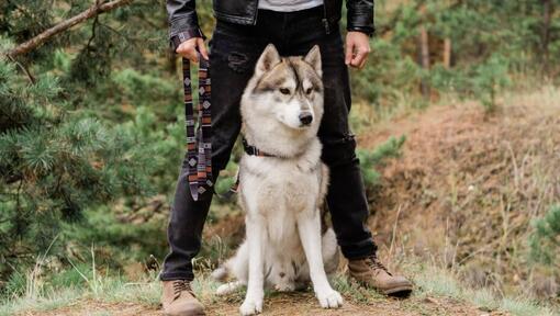 Raza de perro Husky sentado junto al propietario