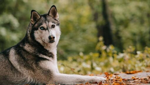 Raza de perro Husky en el bosque