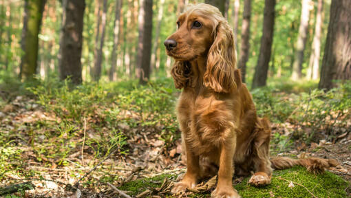 Raza de perro Cocker Spaniel sentado en el bosque