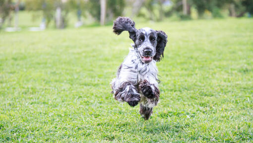 Raza de perro Cocker Spaniel blanco y negro corriendo