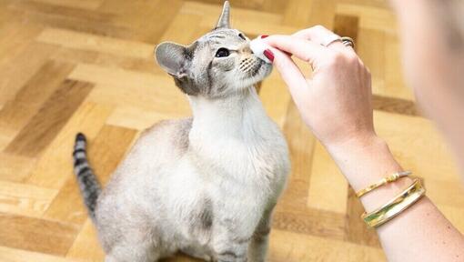 Dueño limpiando la nariz de su gato