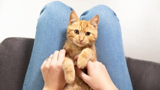 Gato de color naranja sentado entre las piernas de su dueño