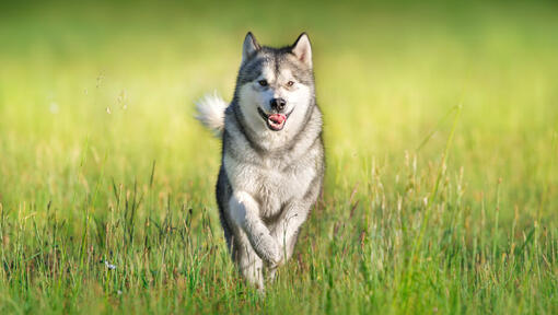 Husky corriendo por la hierba