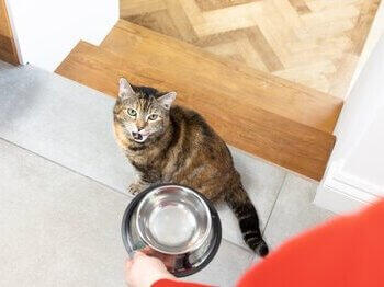 Gato recibiendo agua